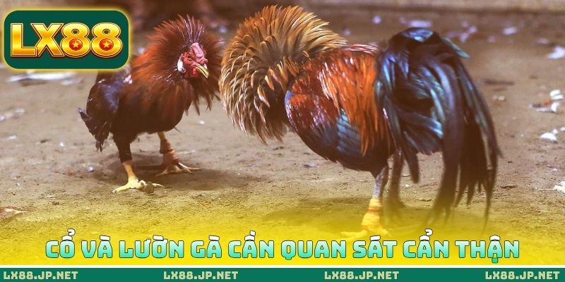 Cổ và lườn gà cần quan sát cẩn thận