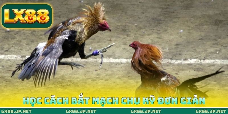 Học cách bắt mạch chu kỳ đơn giản