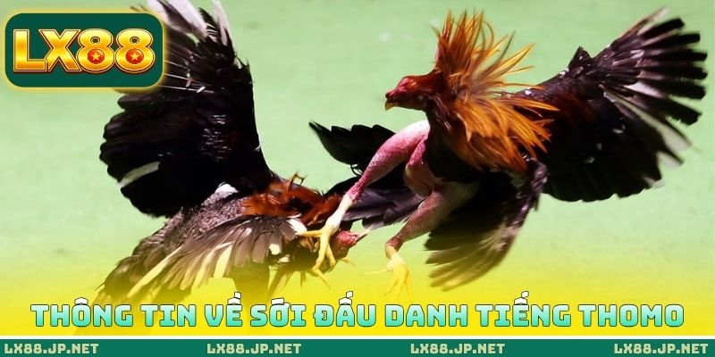 Thông tin về sới đấu danh tiếng Thomo