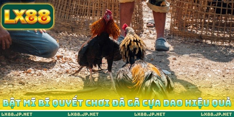 Bật mí bí quyết chơi đá gà cựa dao hiệu quả