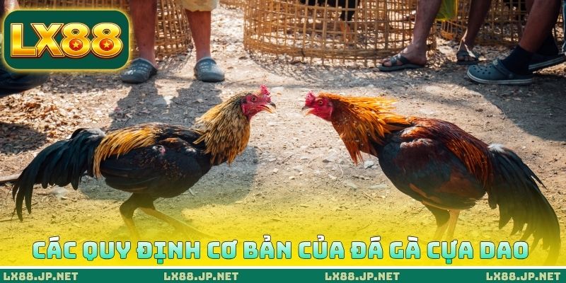 Các quy định cơ bản của đá gà cựa dao