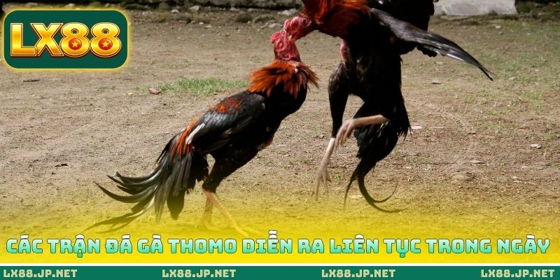Các trận đá gà Thomo diễn ra liên tục trong ngày
