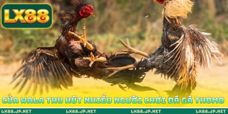 Cửa Wala thu hút nhiều người chơi đá gà Thomo