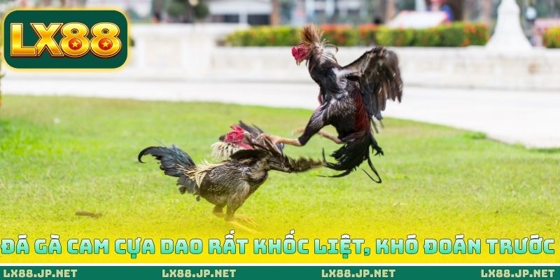 Đá gà Cam cựa dao rất khốc liệt, khó đoán trước
