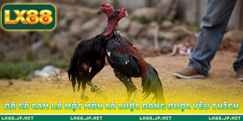 Đá gà Cam là một môn cá cược đang được yêu thích