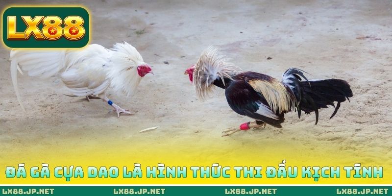Đá gà cựa dao là hình thức thi đấu kịch tính
