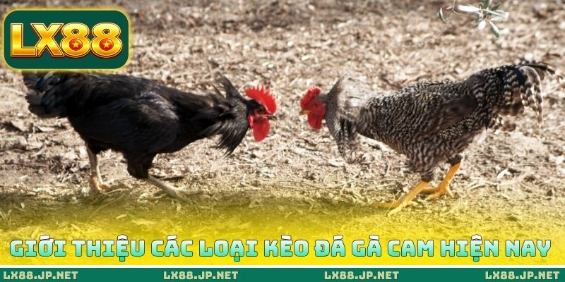 Giới thiệu các loại kèo đá gà Cam hiện nay