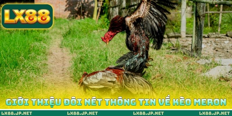 Giới thiệu đôi nét thông tin về kèo Meron