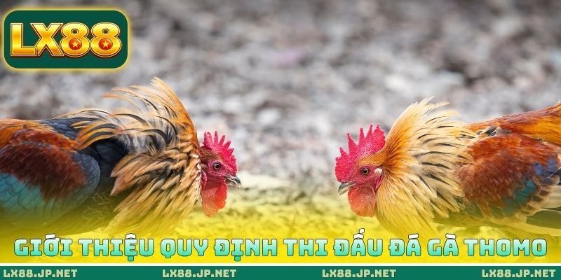 Giới thiệu quy định thi đấu đá gà Thomo