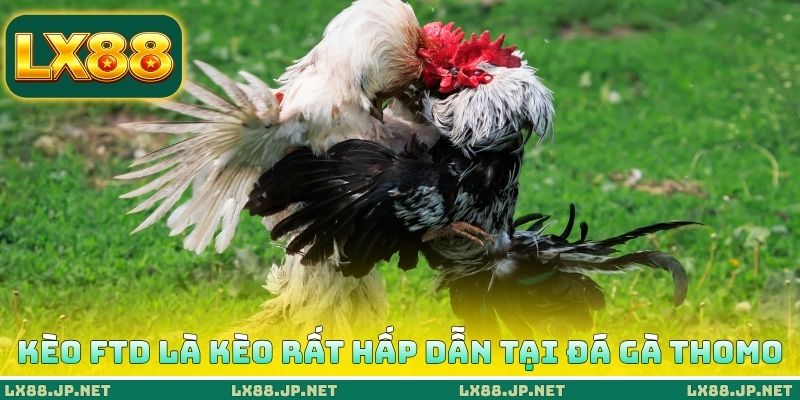 Kèo FTD là kèo rất hấp dẫn tại đá gà Thomo