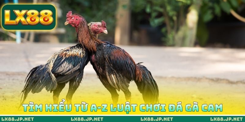 Tìm hiểu từ A-Z luật chơi đá gà Cam